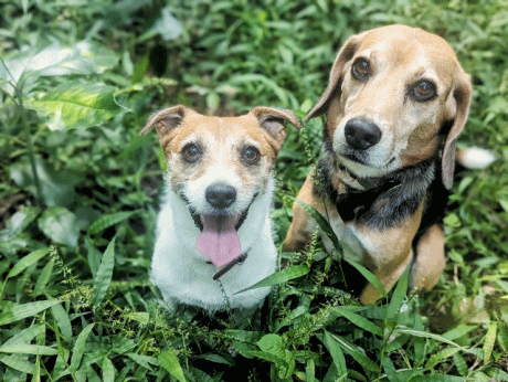 ペット連れで宿泊できます